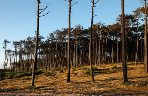 Ria de Aveiro Villa by Mycelia - Foto 69