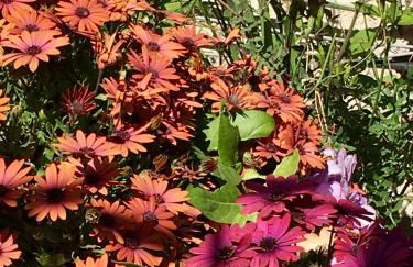 Superbe terrasse avec vue panoramique sur la mer - Foto 77