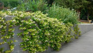 Poggio Gherardo - Foto 3