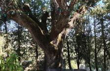 Gîtes Le Mas du Vieux Chêne - Foto 7