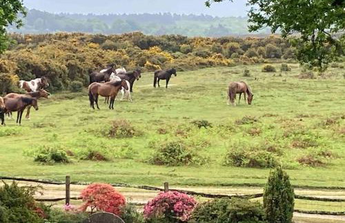 Holmans NEW FOREST - Photo 15