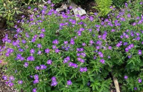 Ferien im Kühbergstadl - Foto 19