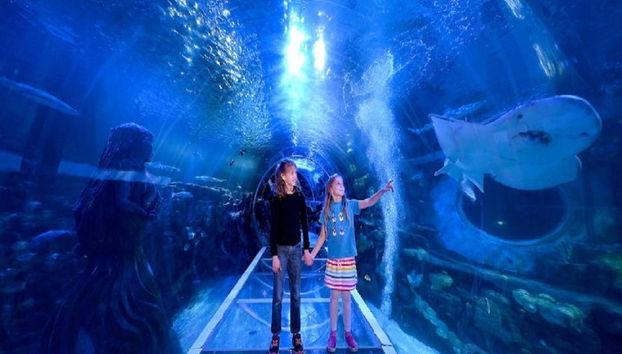 SEA LIFE - Billet - Photo 4