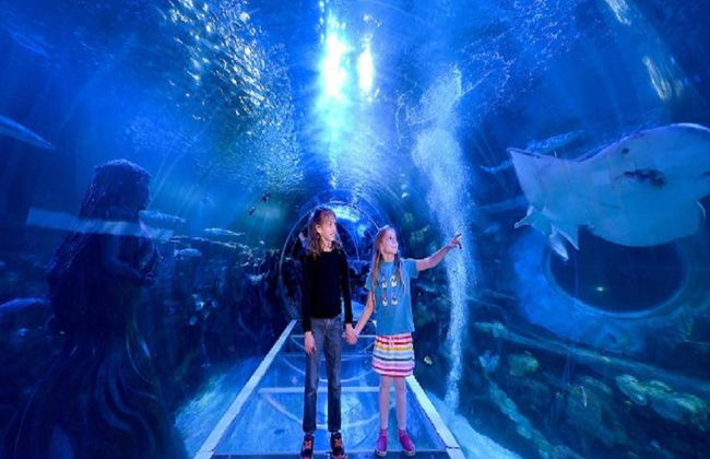 SEA LIFE - Billet - Photo 4