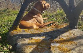 San Martino Country Villa - Foto 27