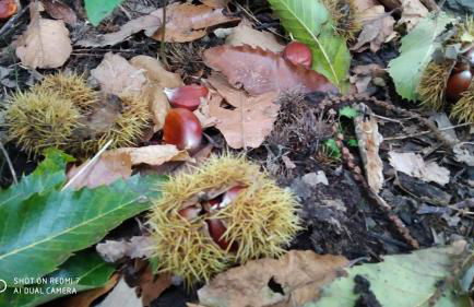 Casa las Niñas - Photo 5