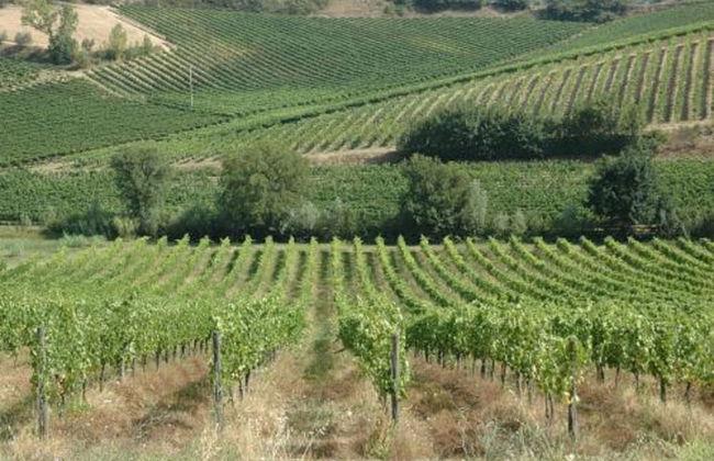 Agriturismo Musignano - Foto 75