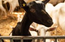 Società agricola Scerba srl - Foto 16