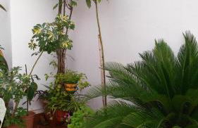 Patios con encanto - Foto 17