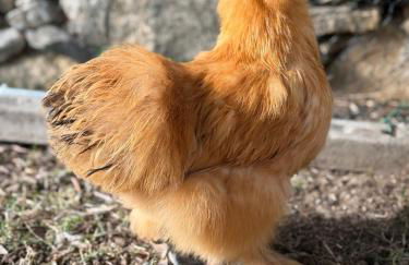 Agriturismo Tenuta della Prea - Appartamento la Stalla - Foto 30