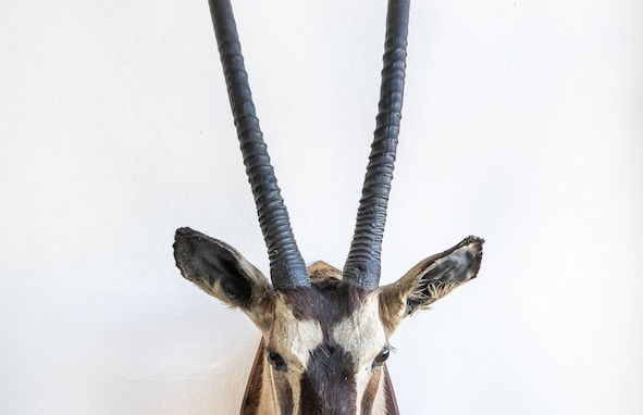 Las Palmeras del Califa - Foto 44