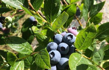 Casa Na Serra - Alagoa Blue - Foto 12