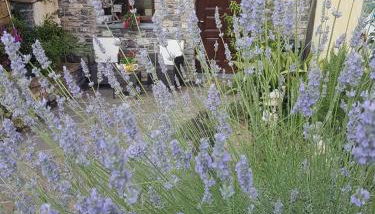 Agriturismo Dinoabbo Oleandri - Foto 2