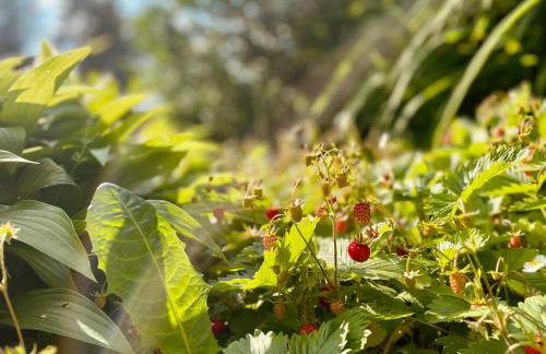 Apartamenty Kornaje - Szczawnica Jaworki - komfortowe apartamenty, basen, sauna, duży ogród, blisko szlaków i stoku narciarskiego - Photo 42