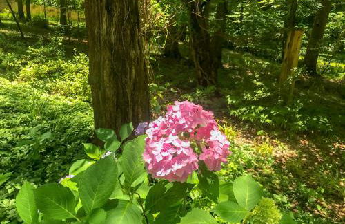 Mary's Place - Studio surrounded by nature but close to High Point - Photo 11