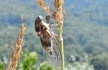 Villa l'Edenca - Foto 7