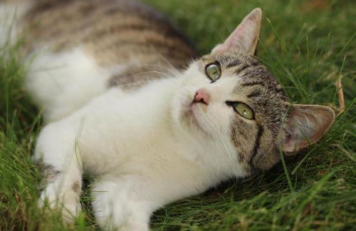 Ferienhof Obertennersreuth - Foto 8