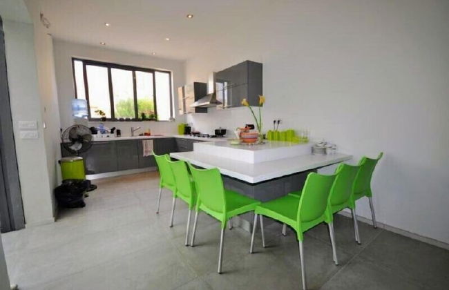 Maltese Maltese - Foto 51