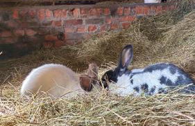 Landhaus Himmelsbach 22 - Foto 45