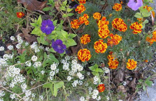 Casa do Chão do Ribeiro - Foto 38