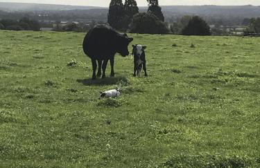 Rew Farm Country and Equestrian Accommodation - Sunset Lodge - Photo 43