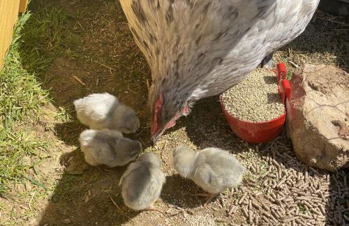 The Pilchard - Lydcott Glamping Cornwall, sea view - Foto 29