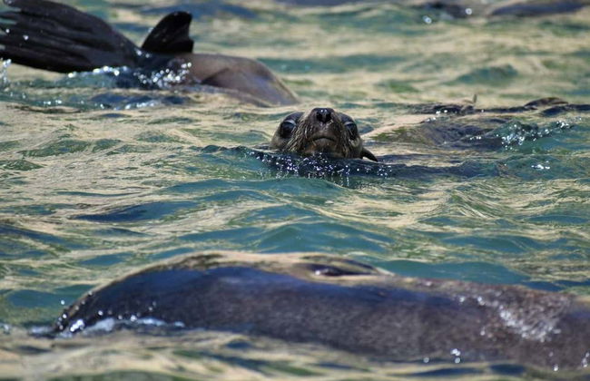 Avvistamento di leoni marini a Plettenberg Bay - Foto 6