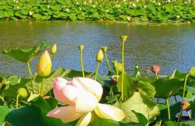 Wooden chalet, for 4 people air-conditioned - Photo 1