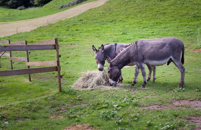 Cab'ânes du Pibeste - Foto 28