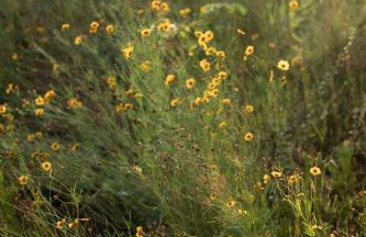 TEKOÁ - Cabana Pitanga - Barreiro, Araxá - Foto 32
