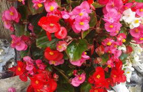 Ferienwohnungen "Godewind", Appartements mit Balkon oder Terrasse - Foto 18