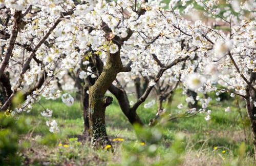 Antica Corte - Foto 16