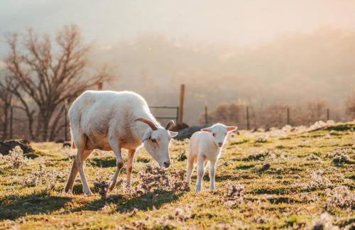 Matanah Meadows Farm, Great for 2 Families, Sequoia National Park and Working Farm - Foto 38