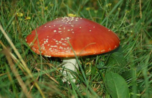 Apartamentos Borda Falceto - Foto 29