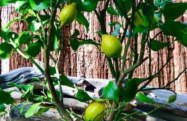 GRIMAUD Golf Saint Tropez Rez de jardin Vue piscine - Foto 26