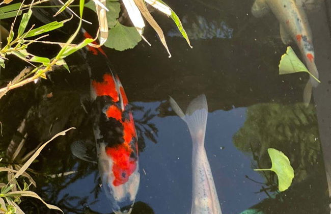 Escursione privata a Kawagoe - Foto 7