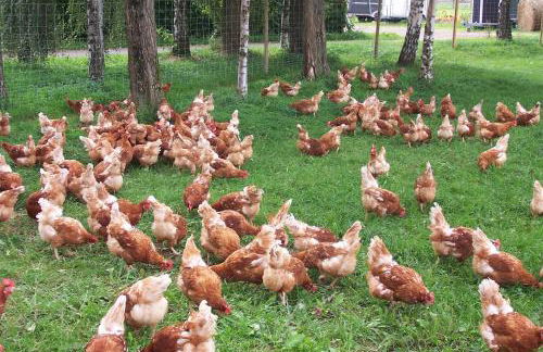 Bauernstube Scheidterhof - Foto 13