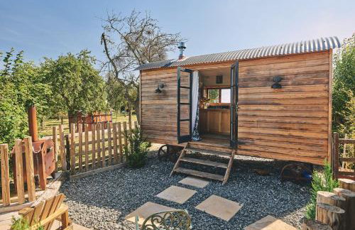 Curious Calf - Foto 1