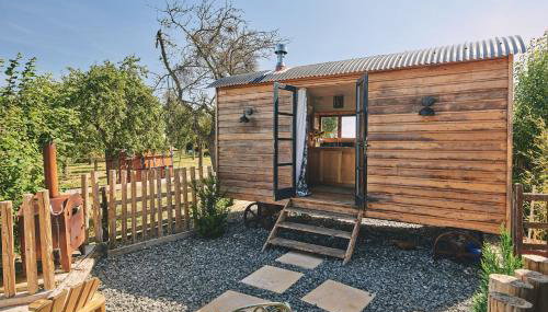 Curious Calf - Foto 1