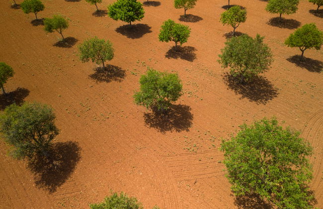 Son Viquet - Foto 40