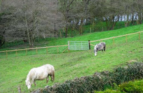 Little Cow House - Foto 33