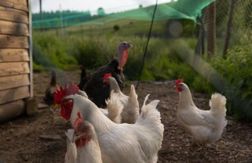 Ferienhof Gerda - Foto 34