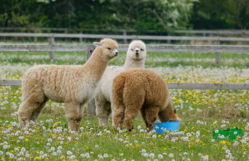 George Lodge - Foto 20