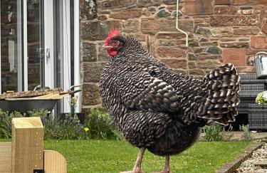 Country Cabin Retreat - Hideaway & Relax - Foto 13