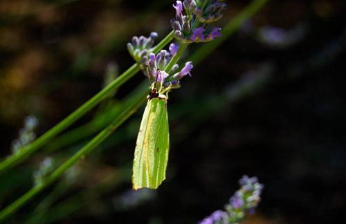 Rustic House Miketa - Family Summertime - Foto 71