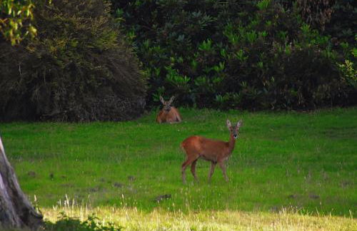 Cadnam Lodge - Foto 14