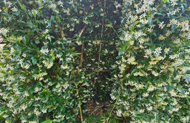 Villa Maria Lago Maggiore 2 - Foto 24