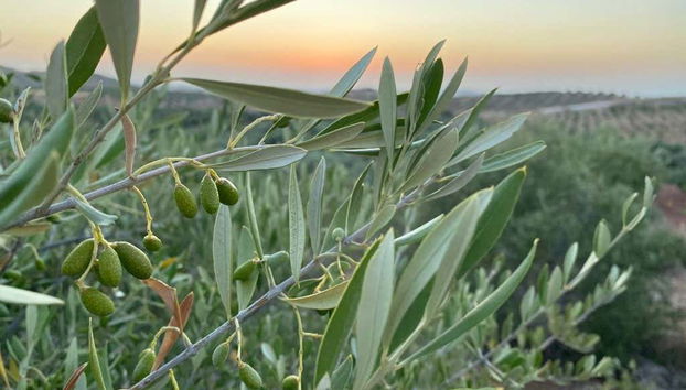 Herriza de La Lobilla Visit + Olive Oil Tasting - Foto 2