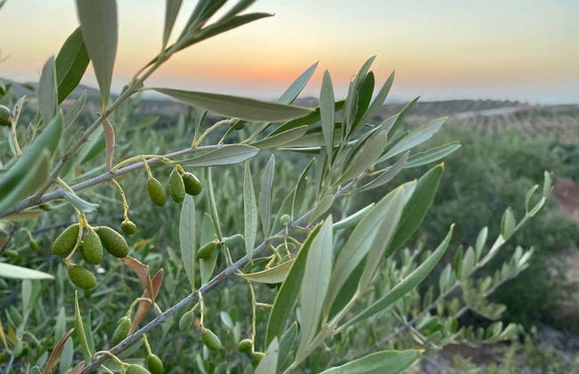 Herriza de La Lobilla Visit + Olive Oil Tasting - Foto 2