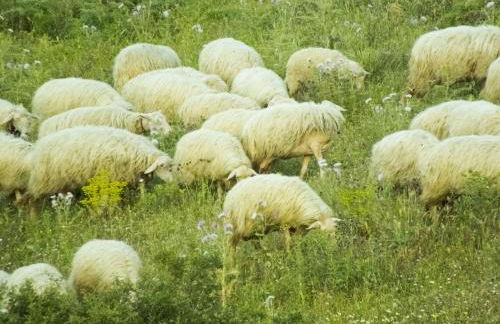 Tenuta Su Vrau - Foto 41
